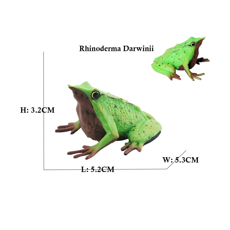 Rainforest Animals Frogs Figurines Tree Frog Rana Bullfrog Squishy Action Figure Toy Animals Figures Children Toys Kids Gifts