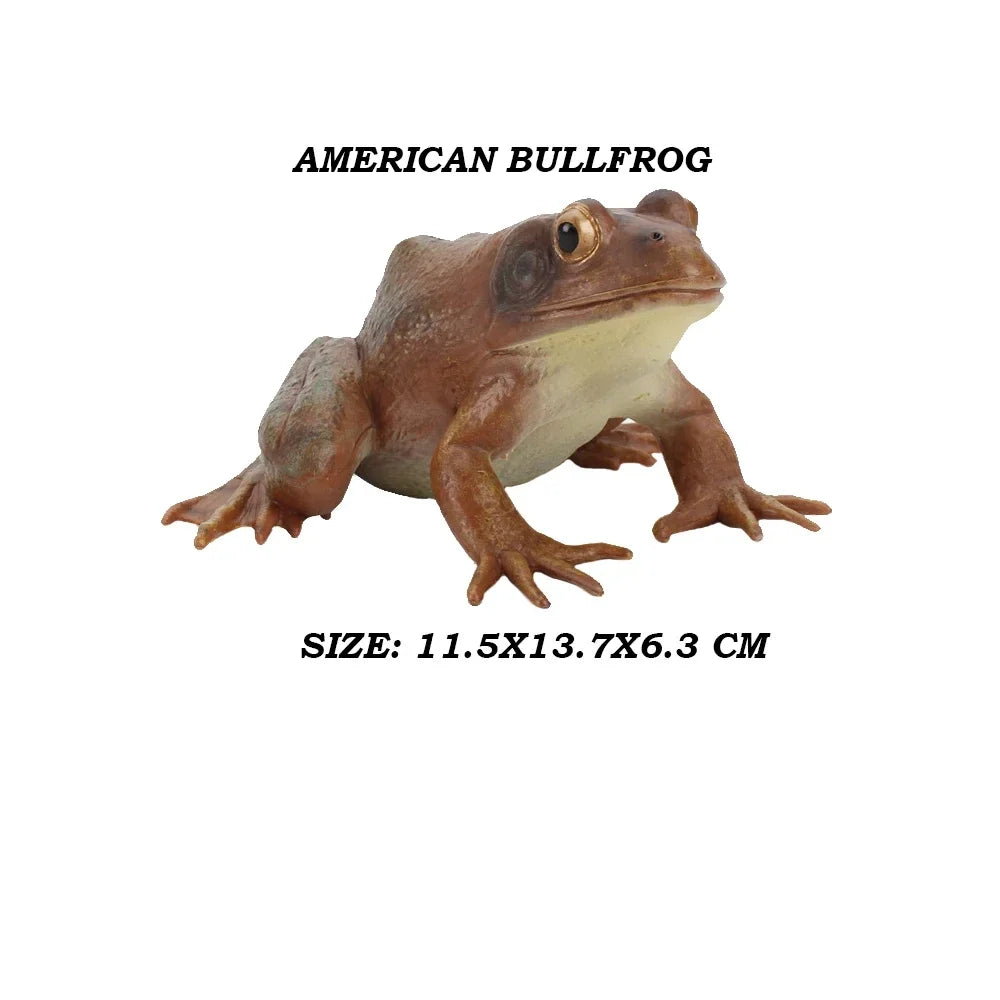 Rainforest Animals Frogs Figurines Tree Frog Rana Bullfrog Squishy Action Figure Toy Animals Figures Children Toys Kids Gifts