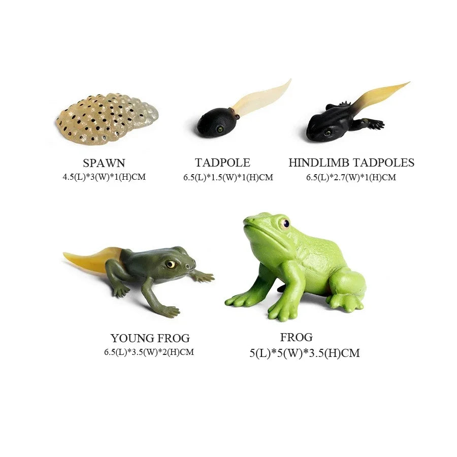 Rainforest Animals Frogs Figurines Tree Frog Rana Bullfrog Squishy Action Figure Toy Animals Figures Children Toys Kids Gifts
